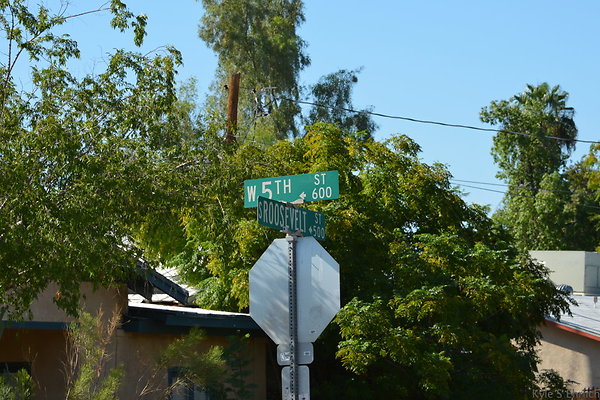DSC 4450