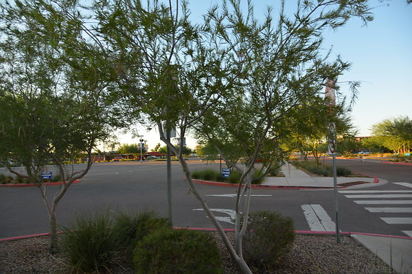 DSC 5529