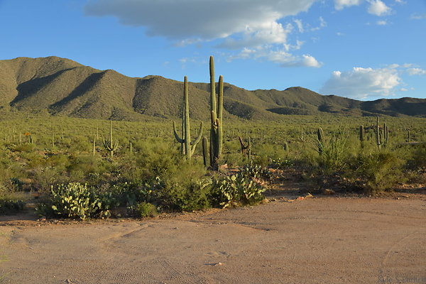 DSC 4124