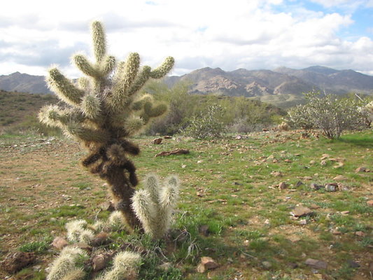 DSC 4063 - A Teddybear Cholla stands atop a small plateau in the Black Canyon, Arizona. We were careful not to be "cuddled" by it.